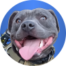 Sarge Anarki