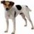 spotdog