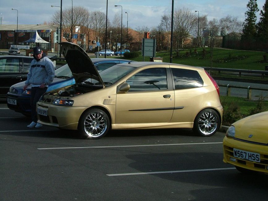 goldie looking punto.JPG