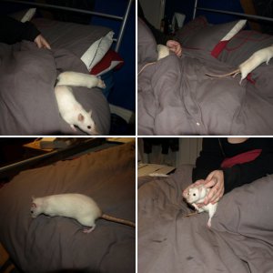 My Rats