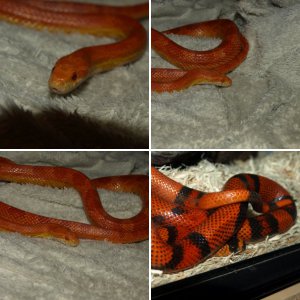 Reptiles
