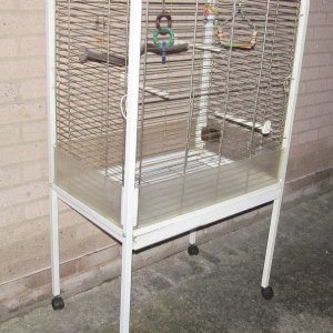 Budgies