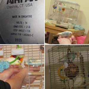 Budgie
