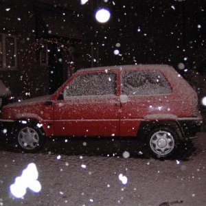 panda in the snow