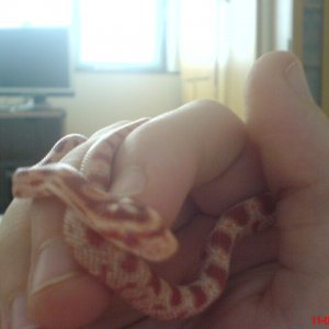 My Cornsnake (about 4months old)