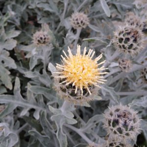 Kew gardens