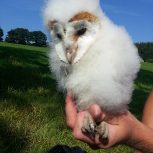 Barn Owl ringing trip