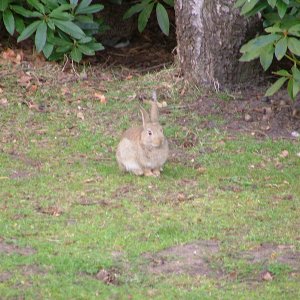 brooklands rabbits 2