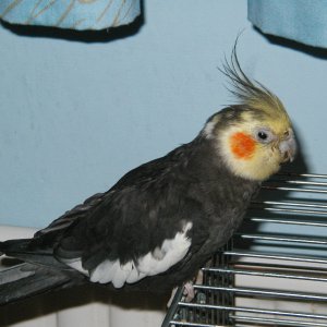 Lucy - cockatiel