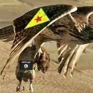 kurd eagle isis rat