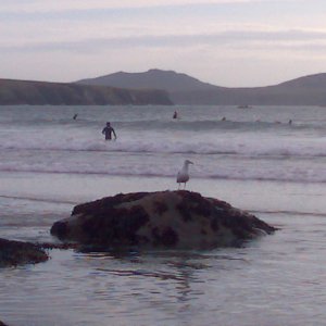 Gulls on the beach at Whitesands