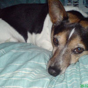 My Jack Russell - Tico