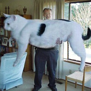 GiantCat2E