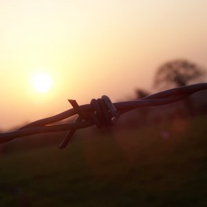 Barbed Sunset