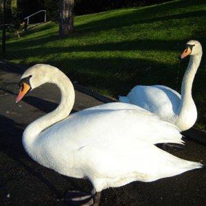 2 Swan's hungry