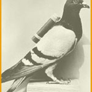 carrier_pigeon