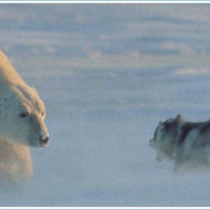 Bear Vs Huskie