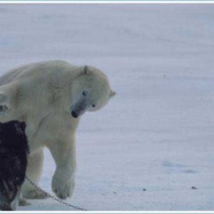 Bear Vs Huskie