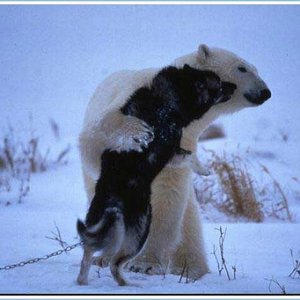 Bear Vs Huskie