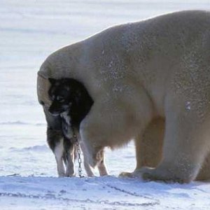 Bear Vs Huskie