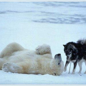 Bear Vs Huskie