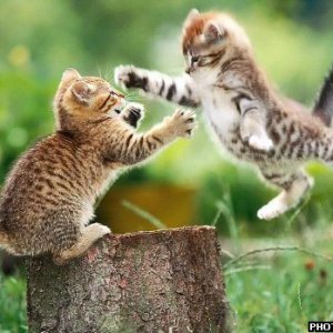 flying-cat-fight