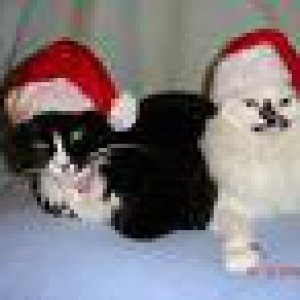 Tinkerbell and Puddin Santas