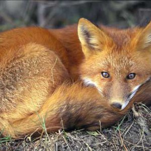 red-fox-sleeping