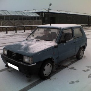 Panda in the snow