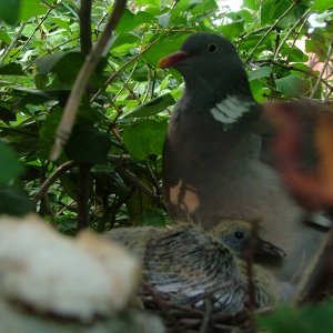 baby pigeon and mum