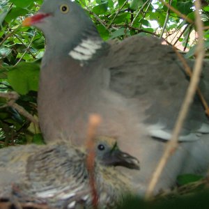 baby pigeon and mum