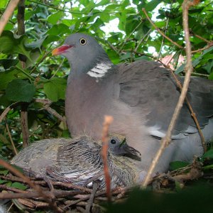 baby pigeon and mum