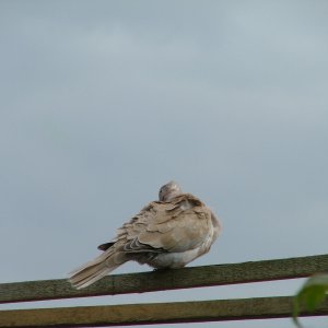 DSCF3879