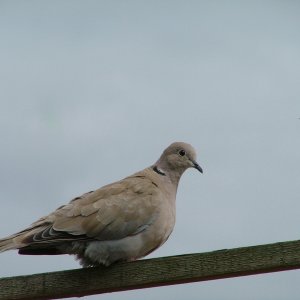 DSCF3880