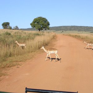 Typical african road