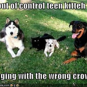 funny-pictures-black-cat-with-dogs