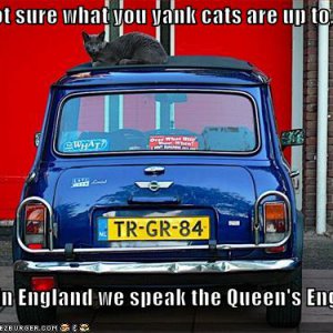funny-pictures-british-cat