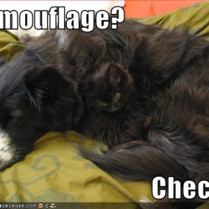 funny-pictures-cat-dog-camouflage