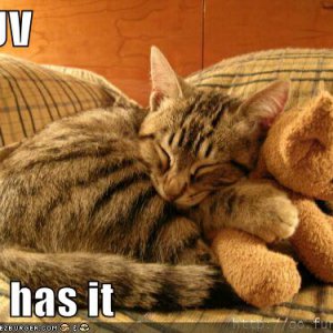 funny-pictures-cat-hugs-stuffed-bear