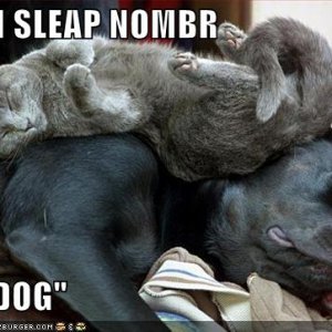 funny-pictures-cat-sleeps-dog-bed