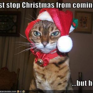 funny-pictures-cat-stops-christmas