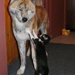 funny-pictures-cat-stops-dog-hallway