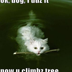 funny-pictures-cat-swimming-fetch-stick