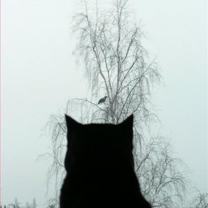 funny-pictures-cat-waits-for-bird