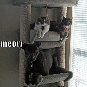 funny-pictures-cats-house-dog-2