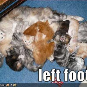 funny-pictures-cats-kittens-playing-twister