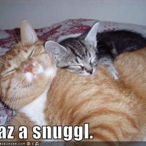 funny-pictures-cats-snuggling