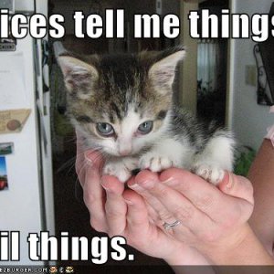funny-pictures-evil-cute-kitten-hands