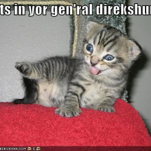 funny-pictures-farting-kitten