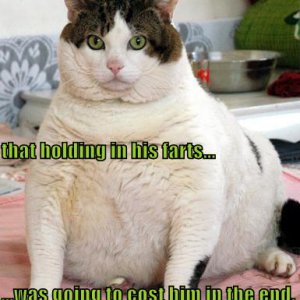 funny-pictures-fat-cat-holds-farts